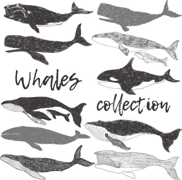 鲸鱼野生海洋动物收集手绘艺术插图集素材图片