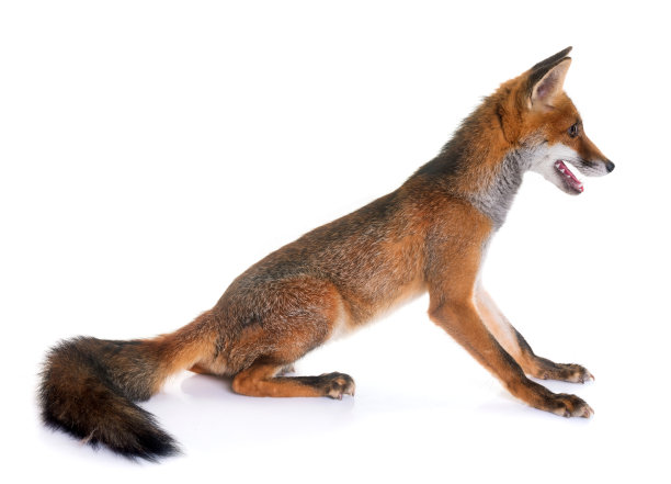 红狐狸图片下载