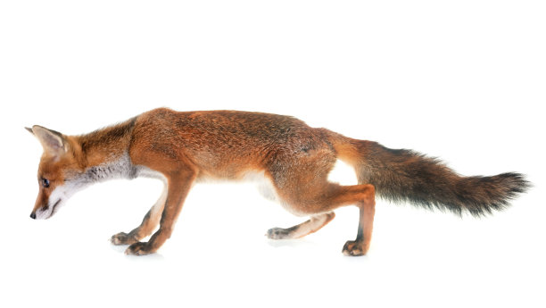 红狐狸素材图片