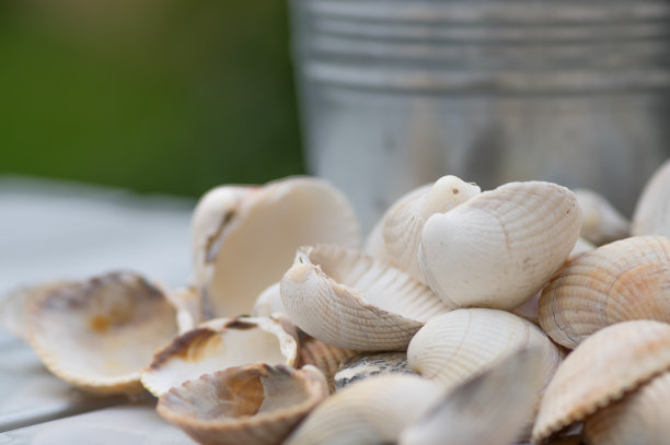 桌上堆着扇贝壳，背后放着镀锌桶素材图片