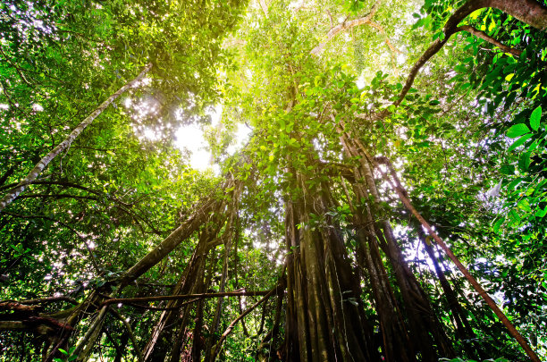 榕树或哭泣无花果树在Danum山谷图片下载