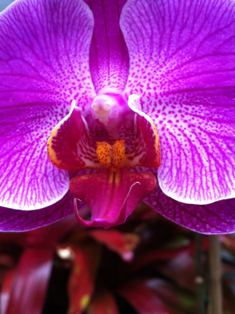 飞蛾兰花特写图片下载