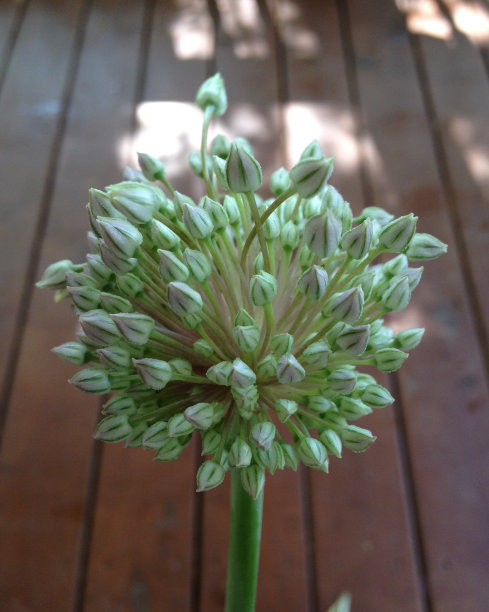 大蒜开花图片下载