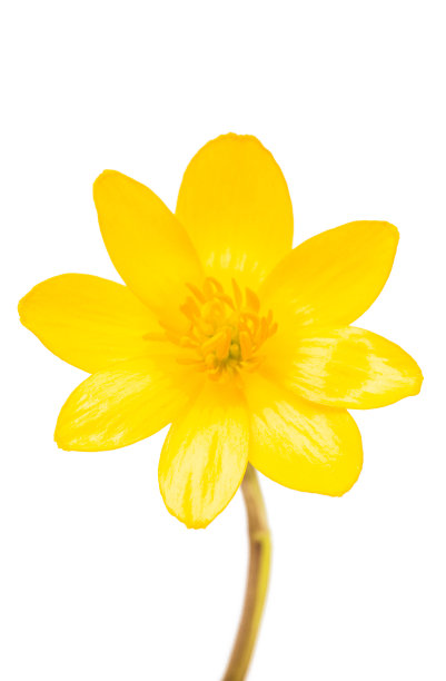 黄春花孤立图片下载