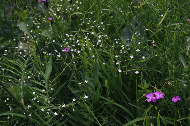 绿色高寒草甸背景图片下载