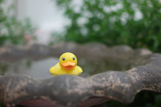 橡皮鸭在鸟池里图片下载
