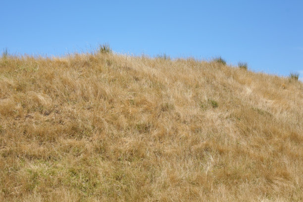 夏季干燥草地图片下载