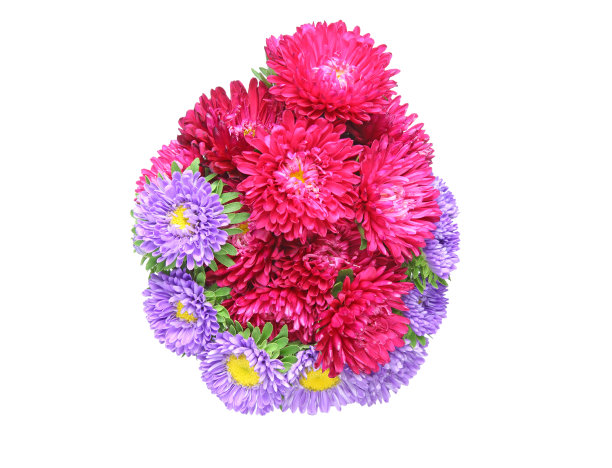 束aster图片下载