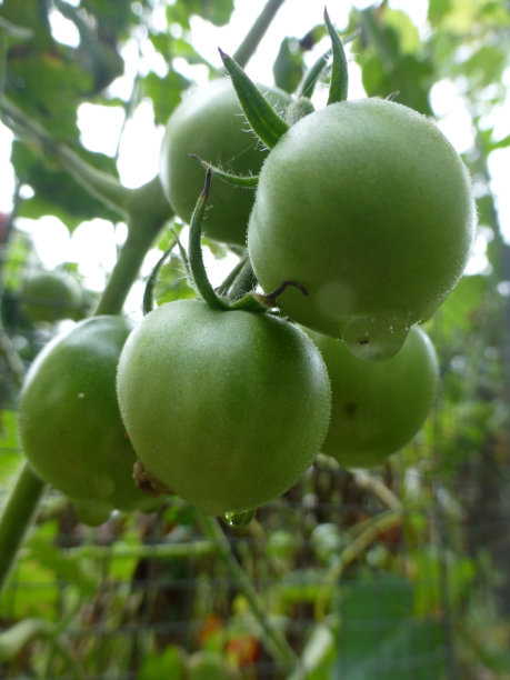 绿色的西红柿图片下载