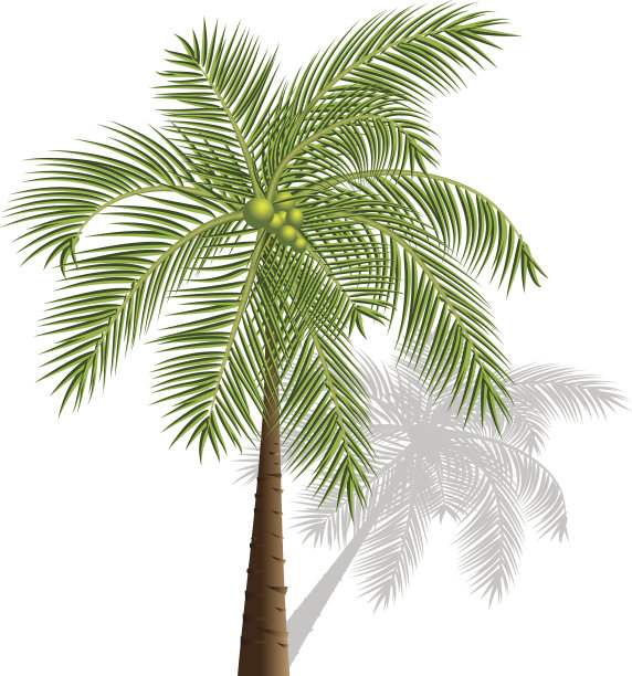 透明背景上的棕榈树矢量插图图片下载