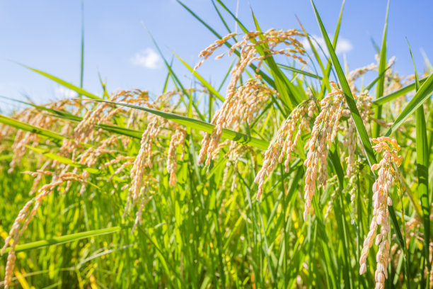 收获的水稻品种图片下载