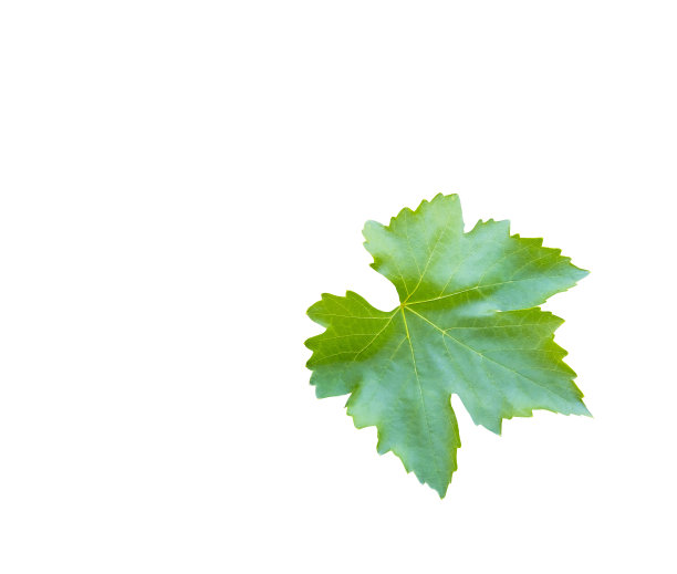 葡萄叶。在白色背景上隔离图片下载