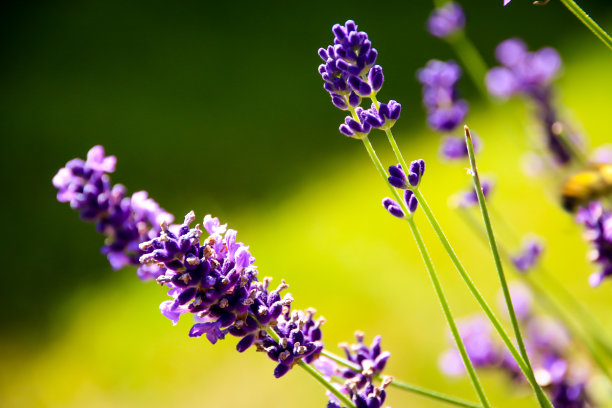 草药医学薰衣草图片下载