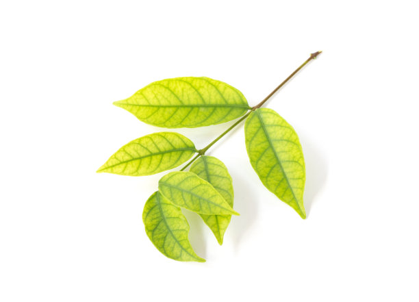 绿叶孤立在白色的背景上图片下载