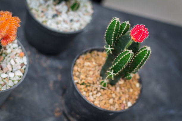 花盆里的小仙人掌。仙人掌多用于园林装饰图片下载