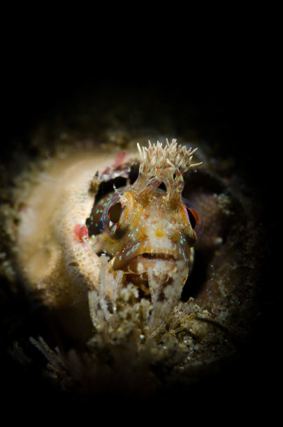 Fringehead鱼图片下载