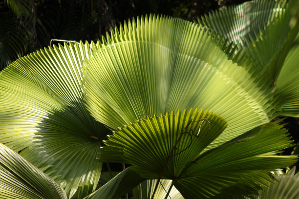 棕榈树叶特写镜头图片下载