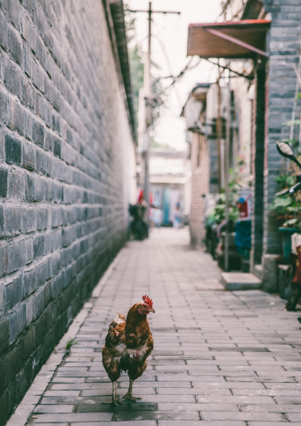 在北京胡同图片下载