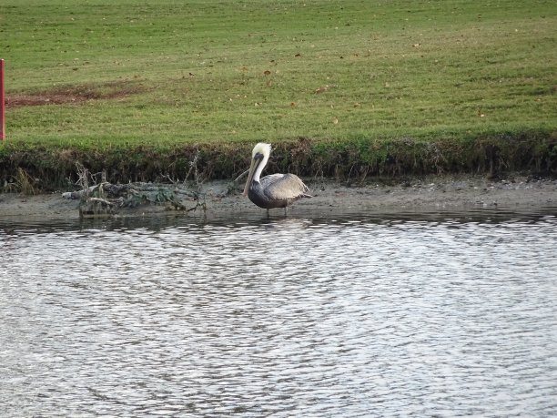 鹈鹕在浅水中涉水图片下载