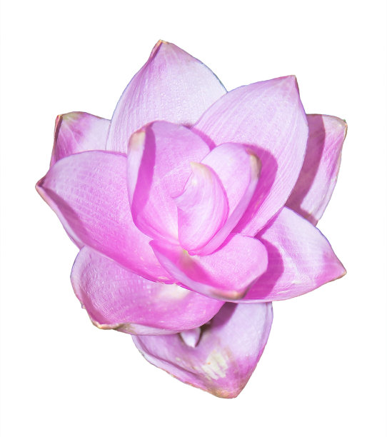 粉红色暹罗郁金香花孤立在白色上图片下载