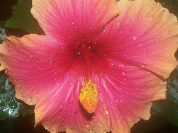 希布斯库斯图片下载