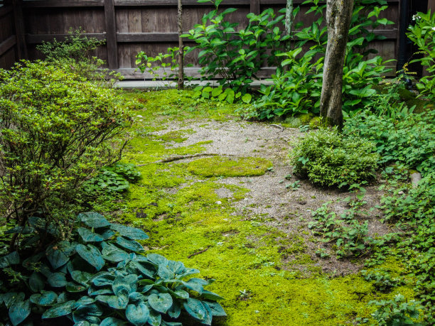 花园里有苔藓、植物和树木图片下载