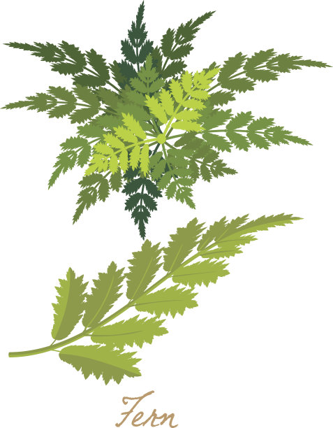 热带森林草本植物和有叶、花的植物。蕨类植物的绿色图片下载