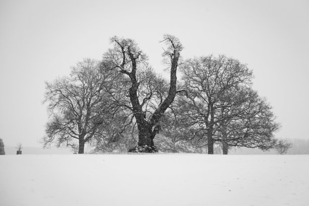 雪中的光秃秃的树图片下载