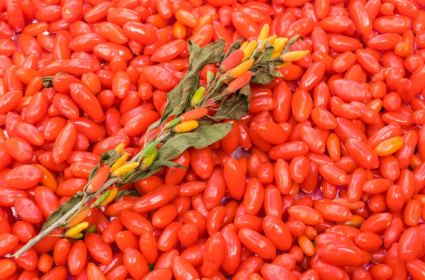 收获枸杞图片下载