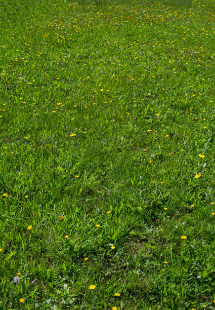 黄花草图片下载