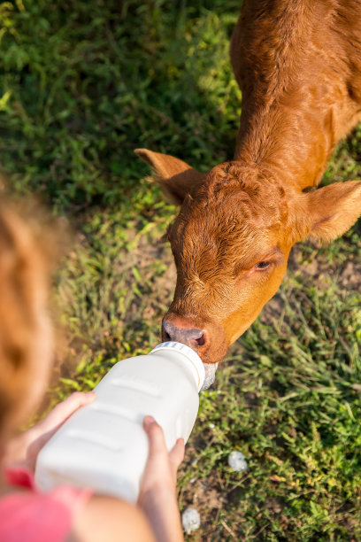 小女孩用奶瓶喂棕色小牛的特写图片下载