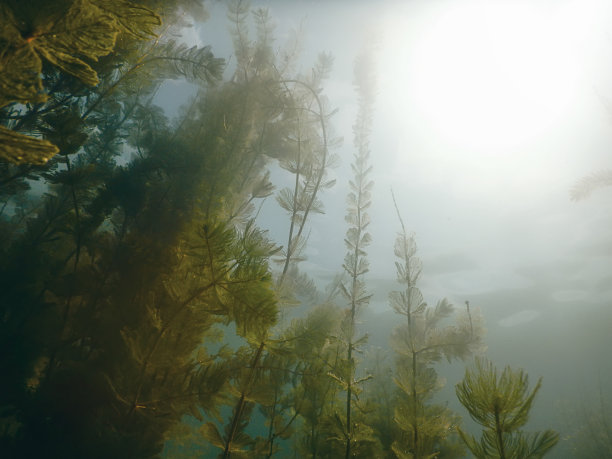 水下淡水植物河流，湖泊，池塘。表面。图片下载