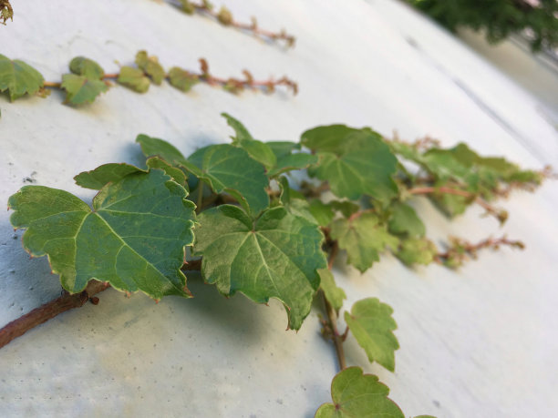 被爬山虎,ivy图片下载