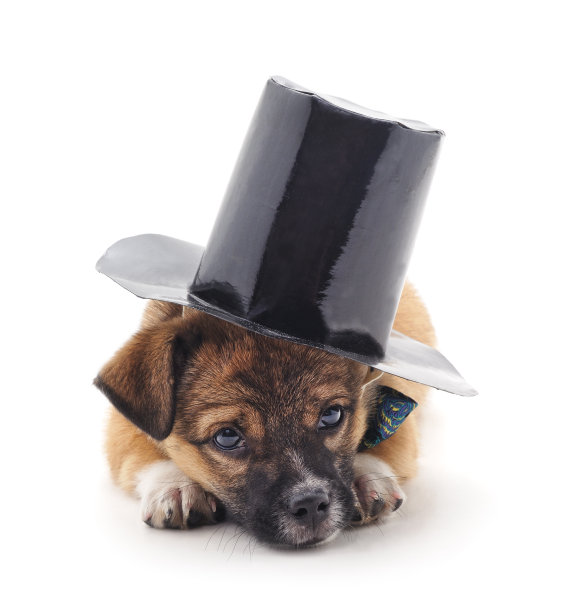 悲伤的小狗。图片下载