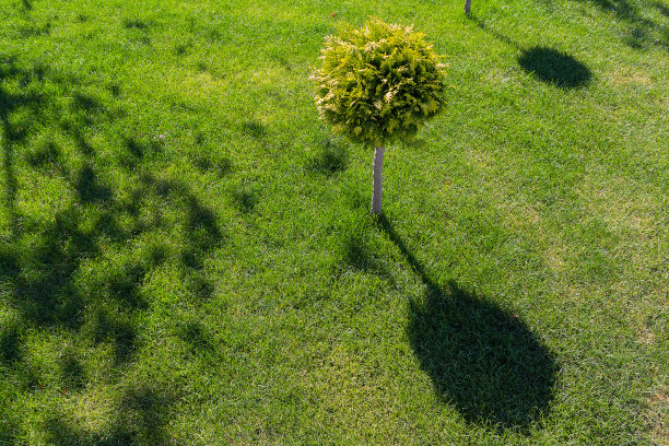 装饰树在绿色草坪上。城市图片下载