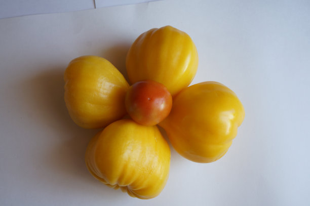 白色背景上的黄色西红柿用于隔离图片下载