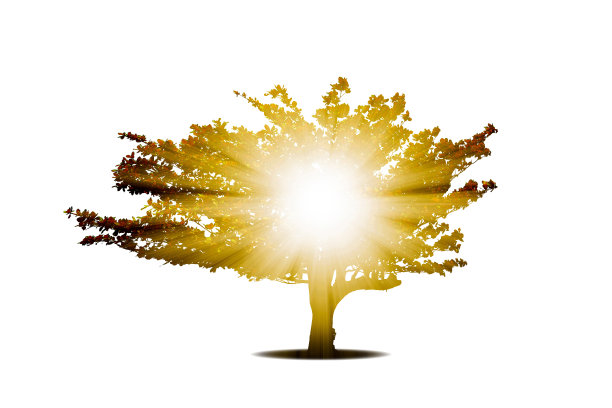 孤立的上帝之光从树上发出图片下载