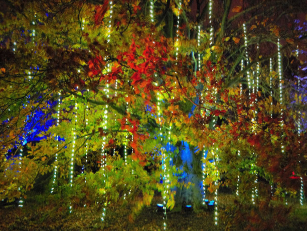 奇幻的绿色树木图片下载