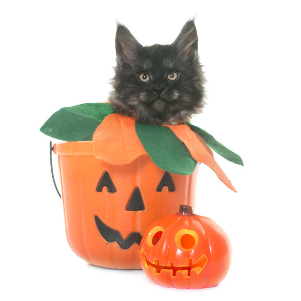 缅因库恩猫图片下载