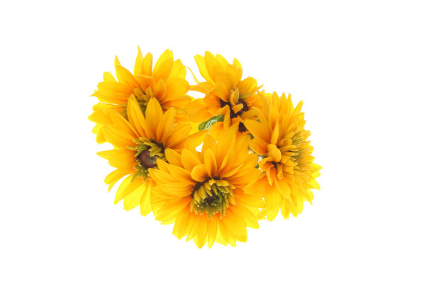 鲁德贝克亚花的头图片下载