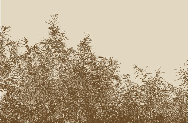 灌木，树枝和树叶图片下载