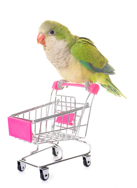 和尚长尾小鹦鹉图片下载