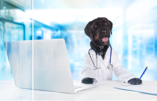 狗狗打扮成医生坐在桌子后面拿着笔记本图片下载