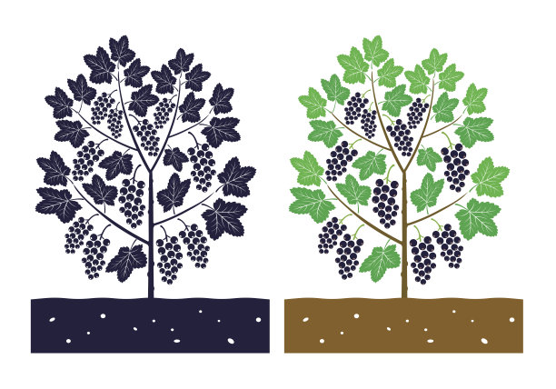 黑醋栗植物向量图片下载