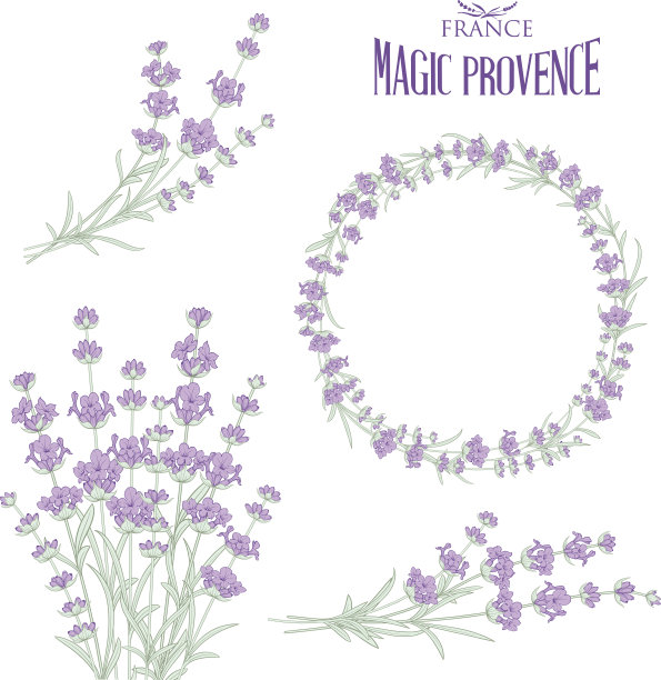 一套薰衣草花元素图片下载