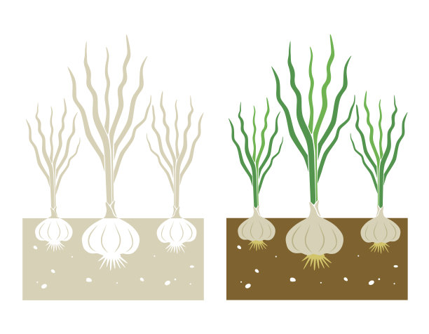 大蒜植物向量图片下载