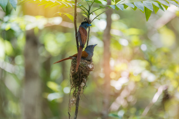 鸟在杯窝里孵蛋，阳光和散景背景。素材图片