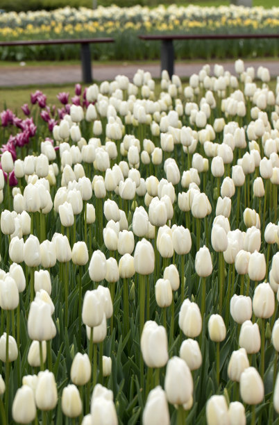 白色的郁金香在花园里盛开图片下载