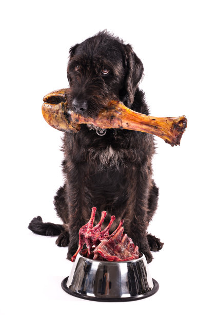 黑色的狗，碗里装满了生肉，孤立在白色的背景上图片下载