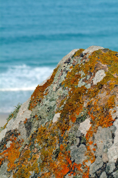 地衣在岩石图片下载